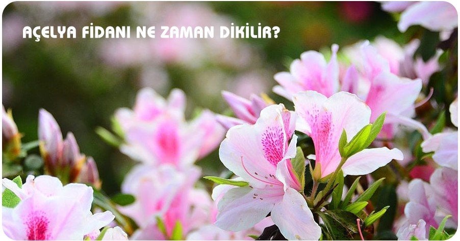 Açelya Çiçeği Ne Zaman Dikilir?